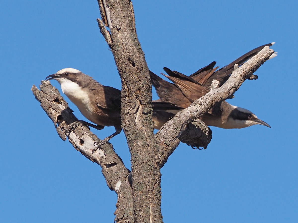 オーストラリアマルハシ - ML647302645