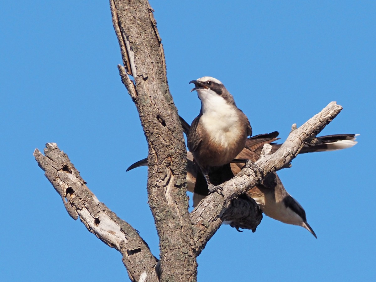 オーストラリアマルハシ - ML647302646