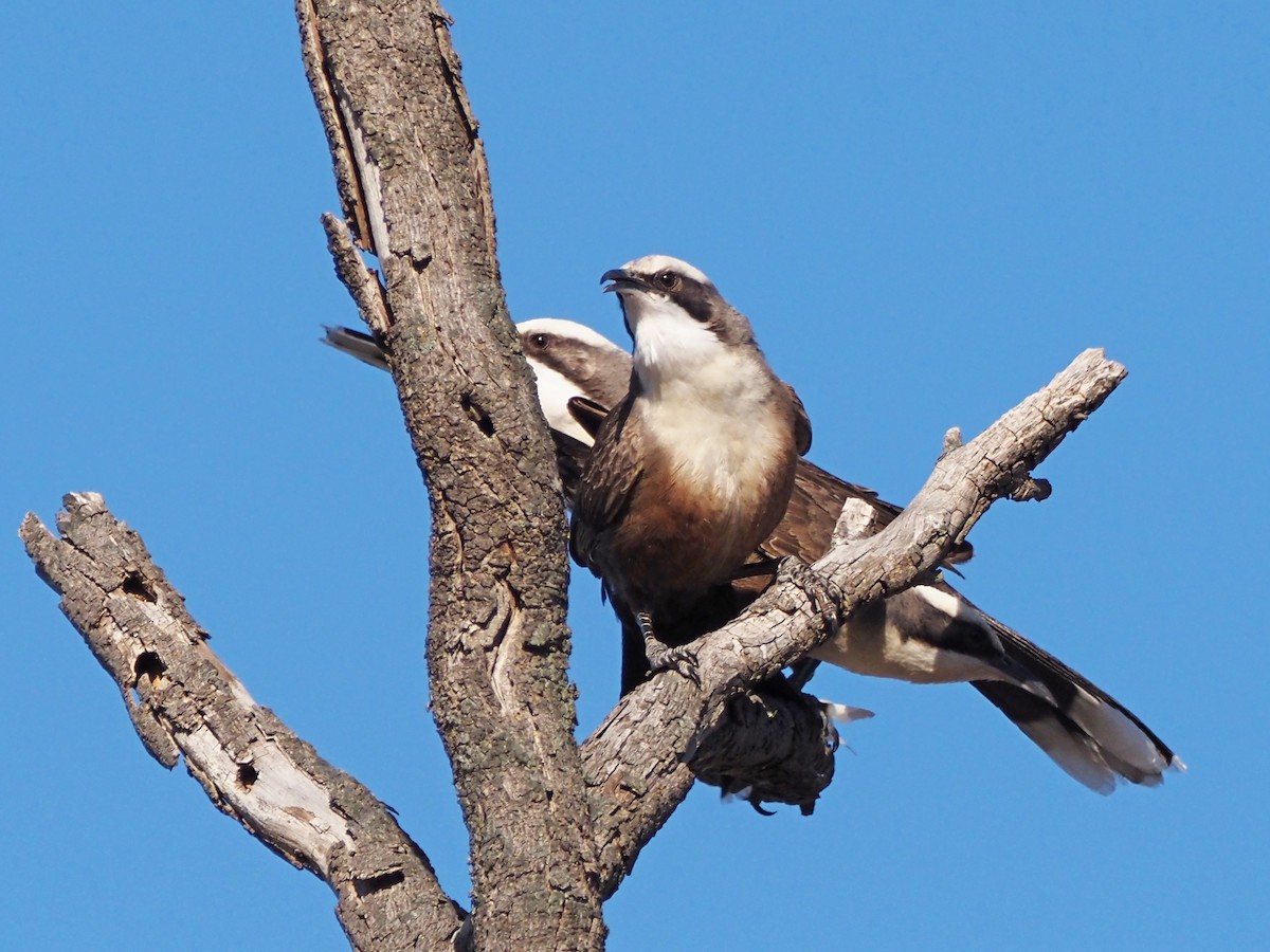 オーストラリアマルハシ - ML647302647