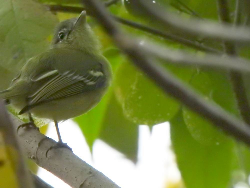 Yellow-olive Flatbill - ML647302656