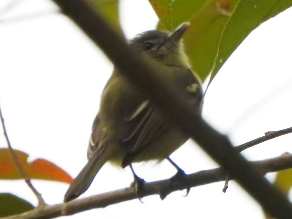 Yellow-olive Flatbill - ML647302657