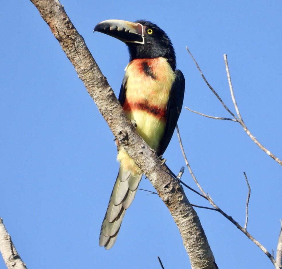 Collared Aracari - ML647302658