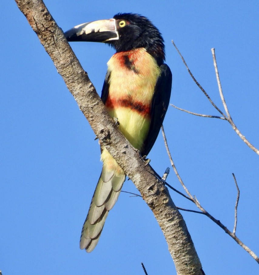 Collared Aracari - ML647302659