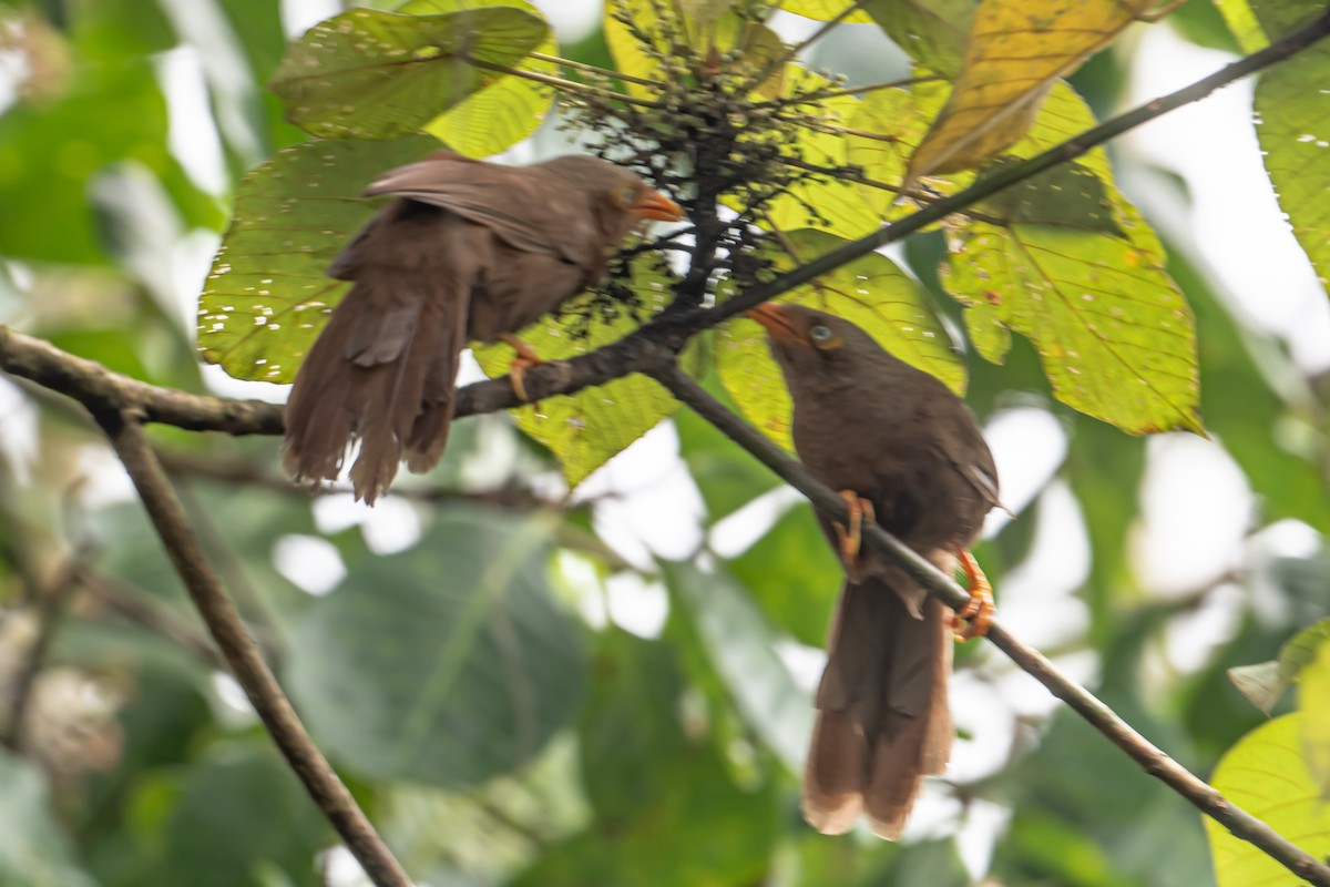 Orange-billed Babbler - ML647302667