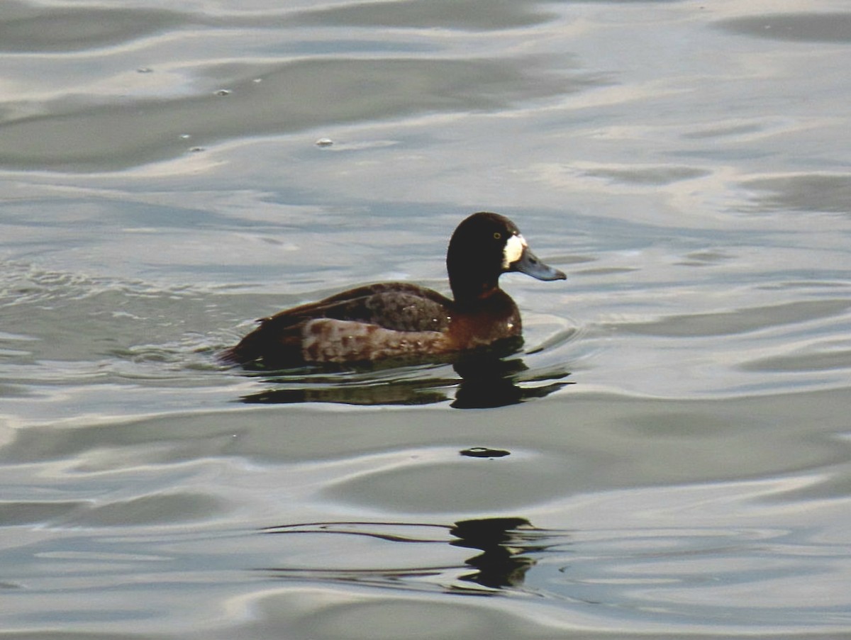 Greater Scaup - ML647302677