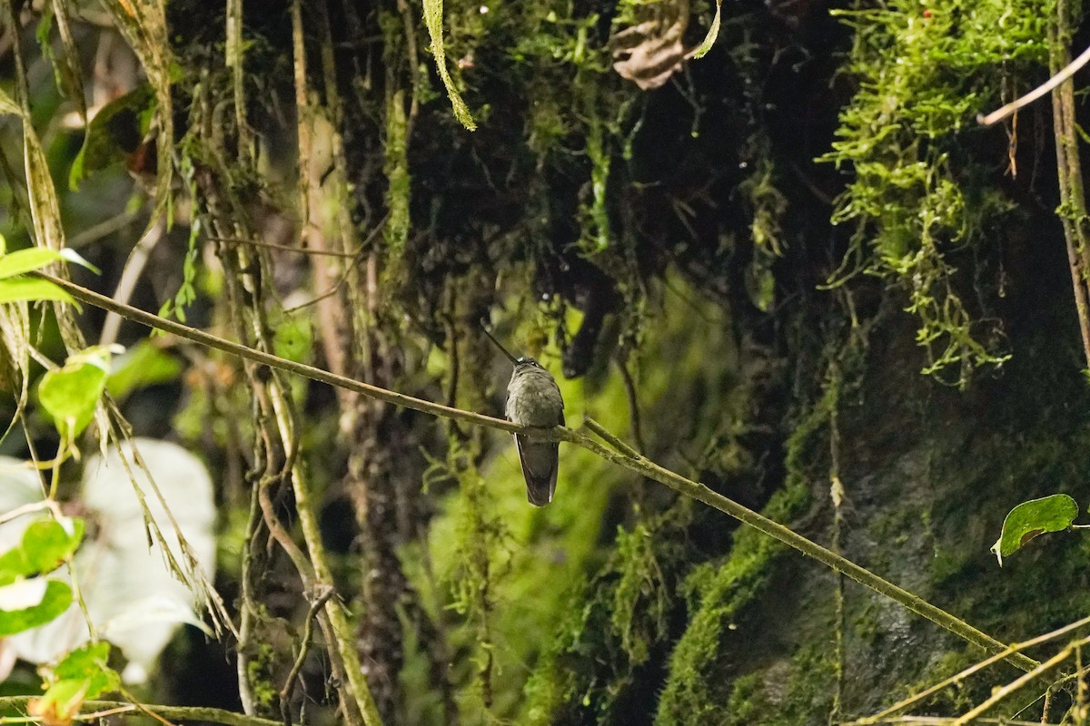 Green-fronted Lancebill - ML647302684