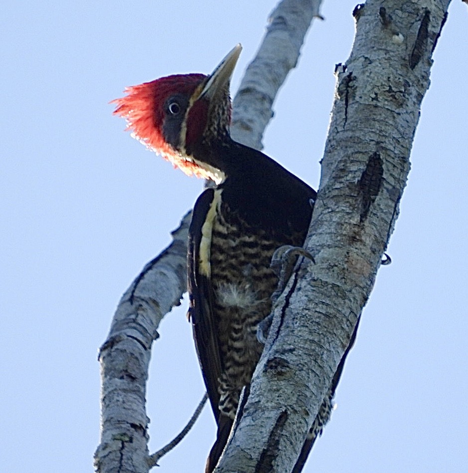 Жовна смугастобока - ML647302699