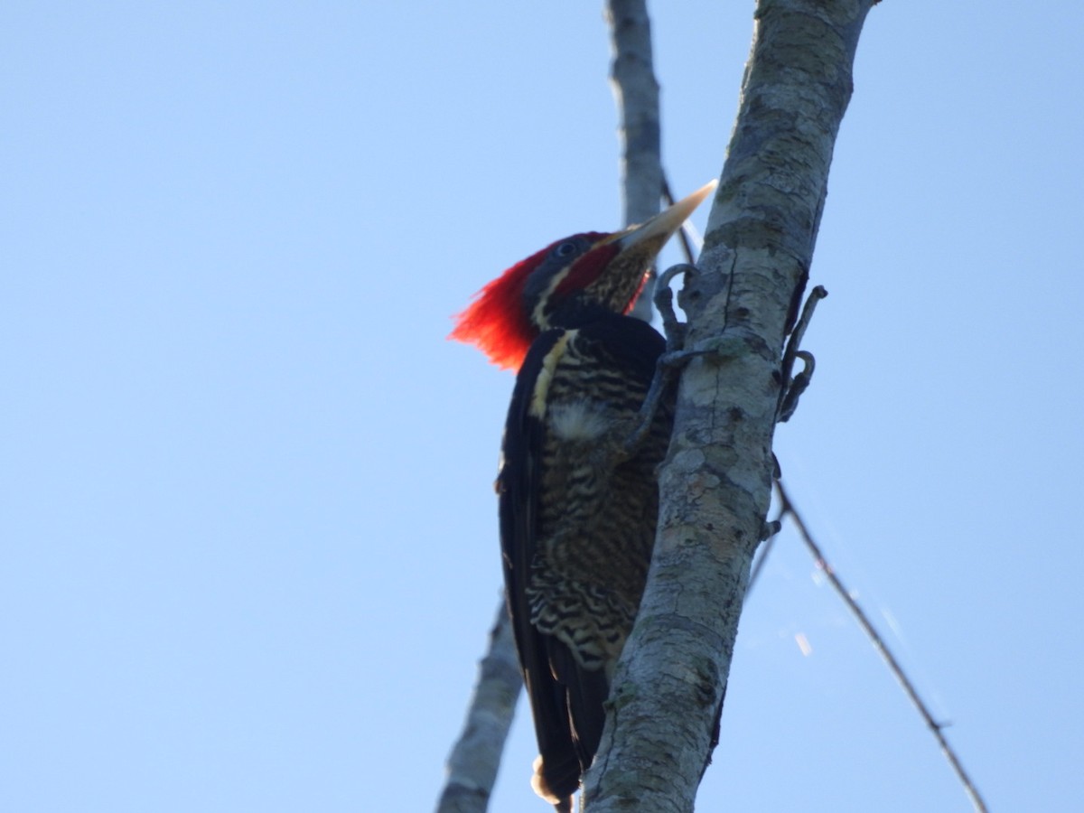 Жовна смугастобока - ML647302700