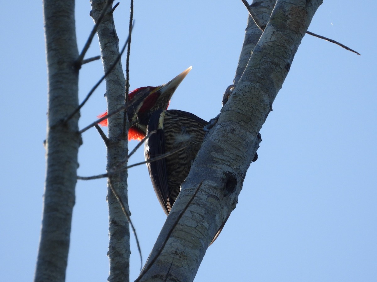Жовна смугастобока - ML647302701