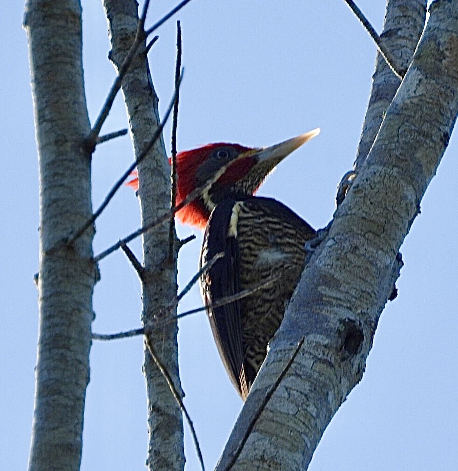 Жовна смугастобока - ML647302702