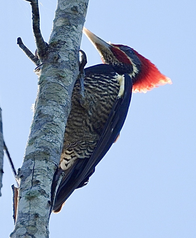 Жовна смугастобока - ML647302703