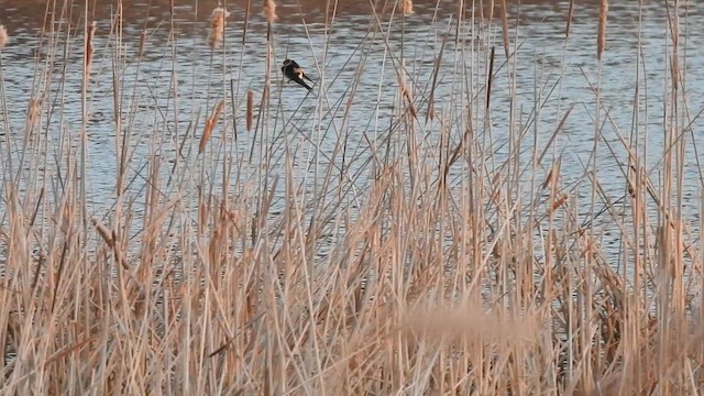 European Red-rumped Swallow - ML647302705