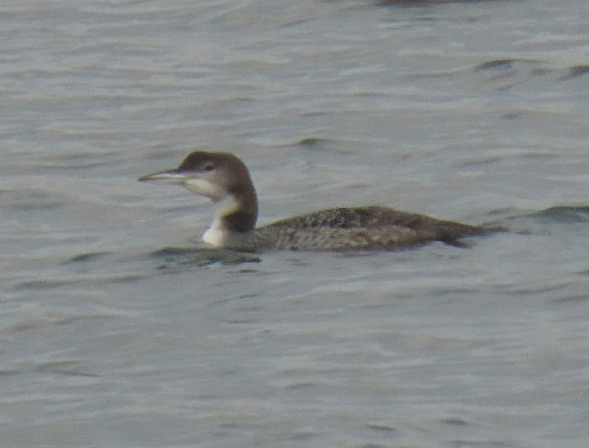 Common Loon - ML647302708