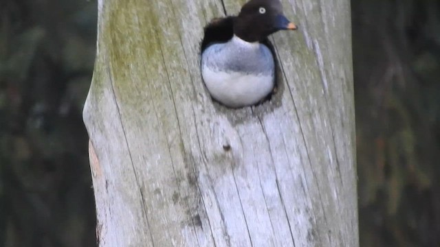 Common Goldeneye - ML647302728