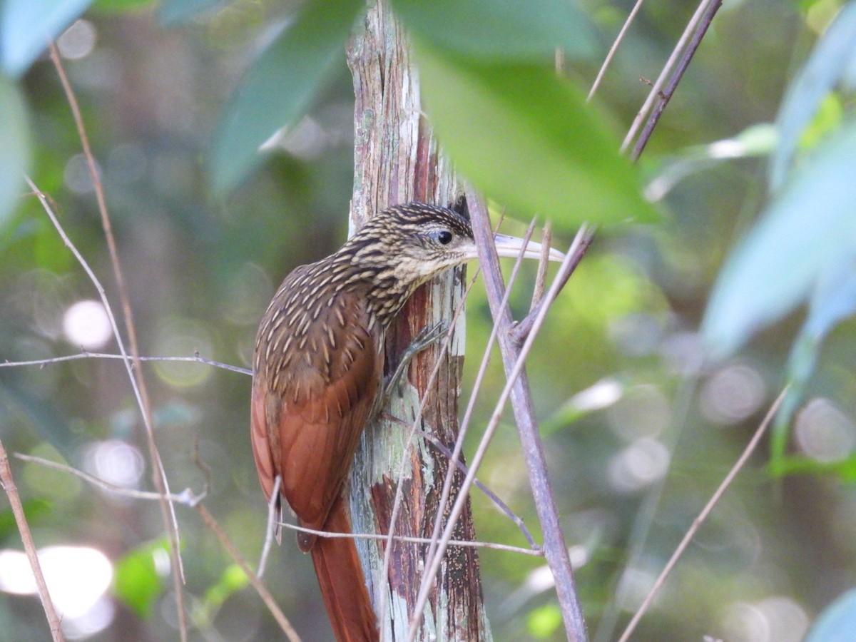 Кокоа мексиканський - ML647302733