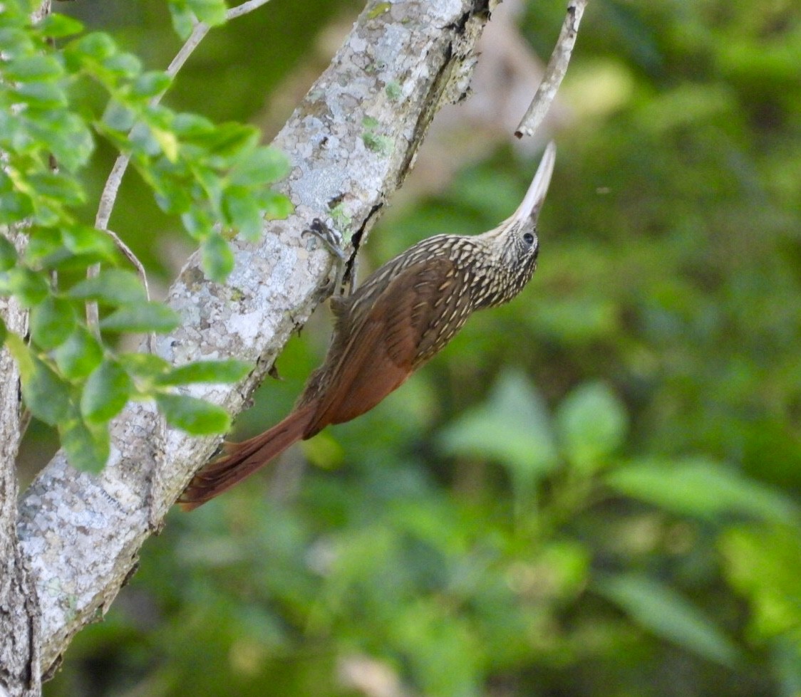 Кокоа мексиканський - ML647302734