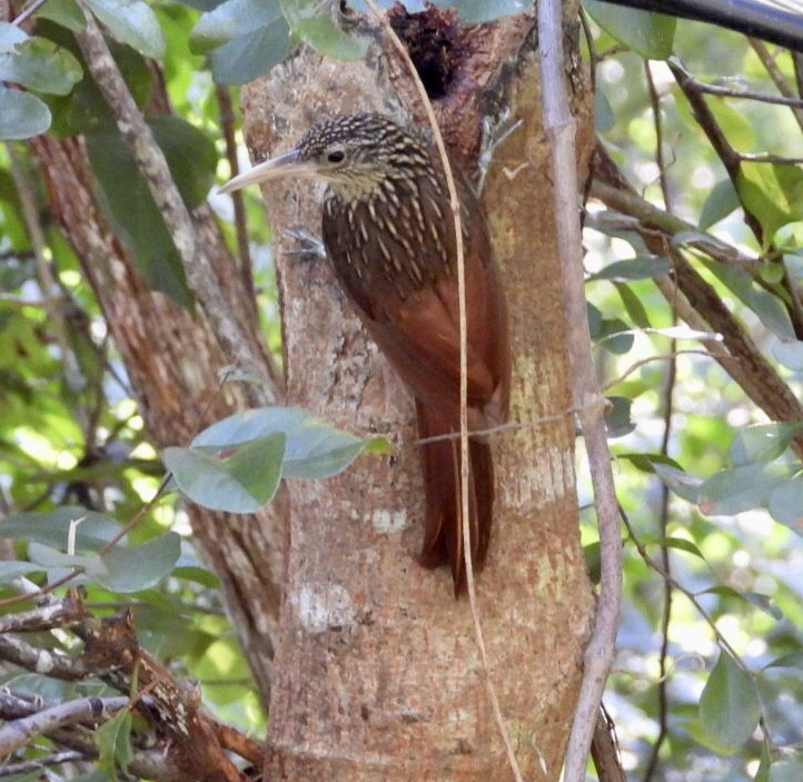 Кокоа мексиканський - ML647302735