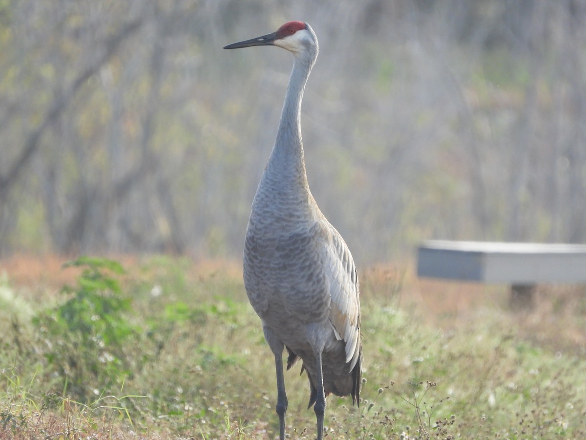 Kanadakranich - ML647302736