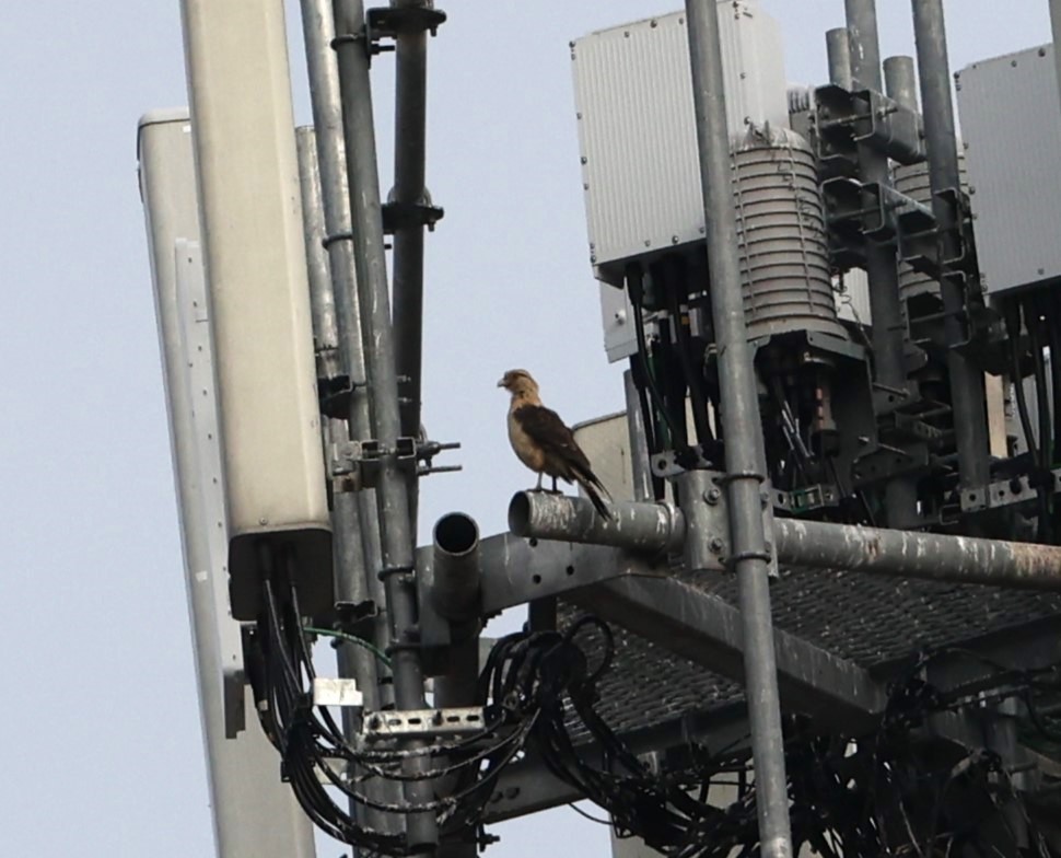 Yellow-headed Caracara - ML647302739