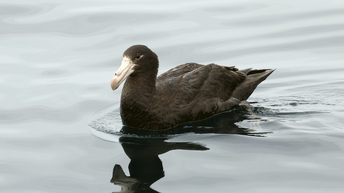 Northern Giant-Petrel - ML647302750
