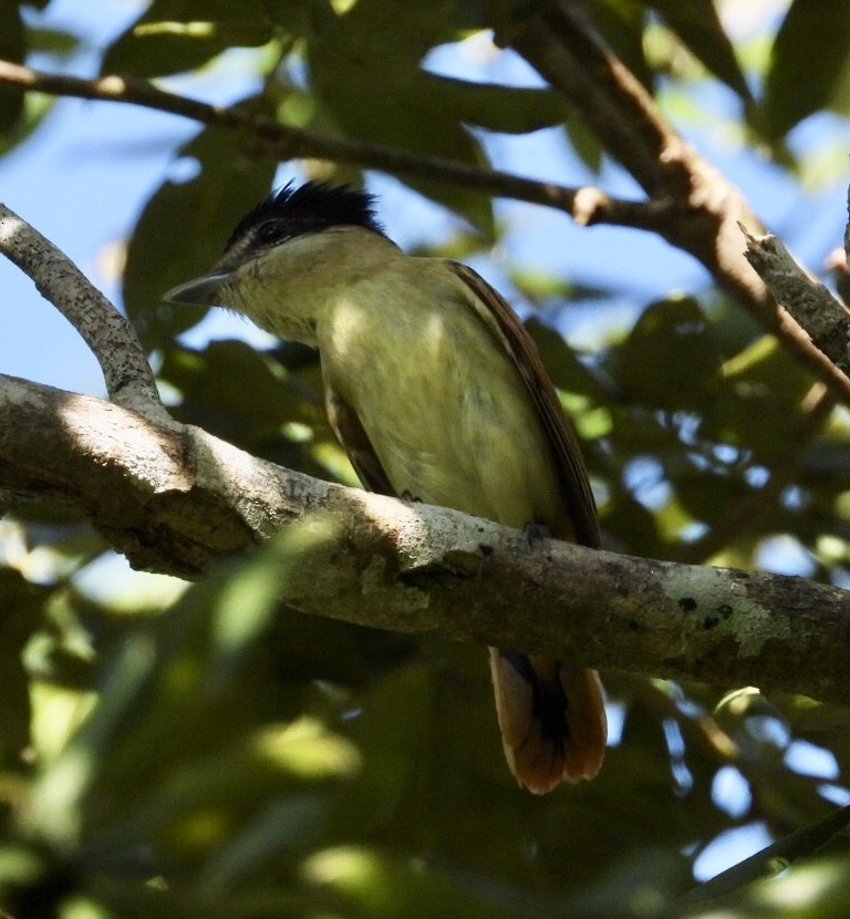 Orta Amerika Bekardı - ML647302765