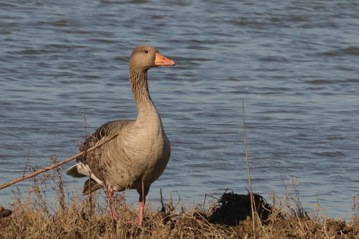 Graylag Goose - ML647302779