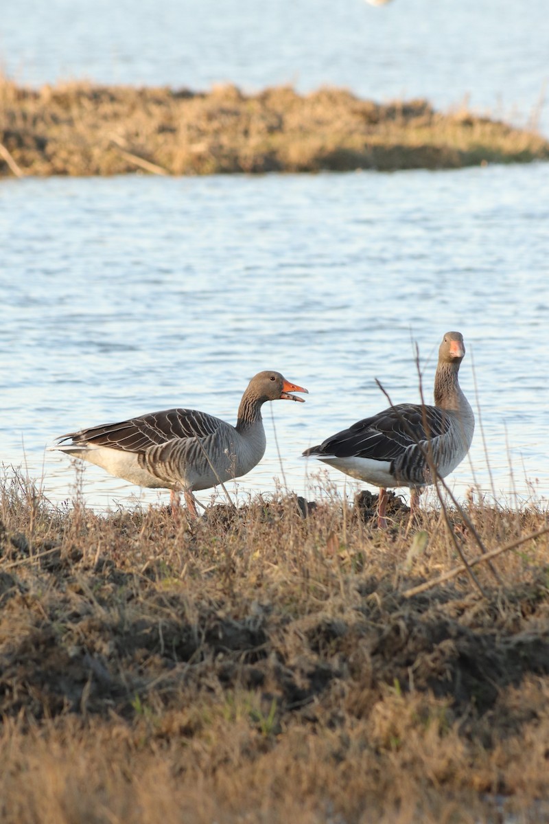 Graylag Goose - ML647302780