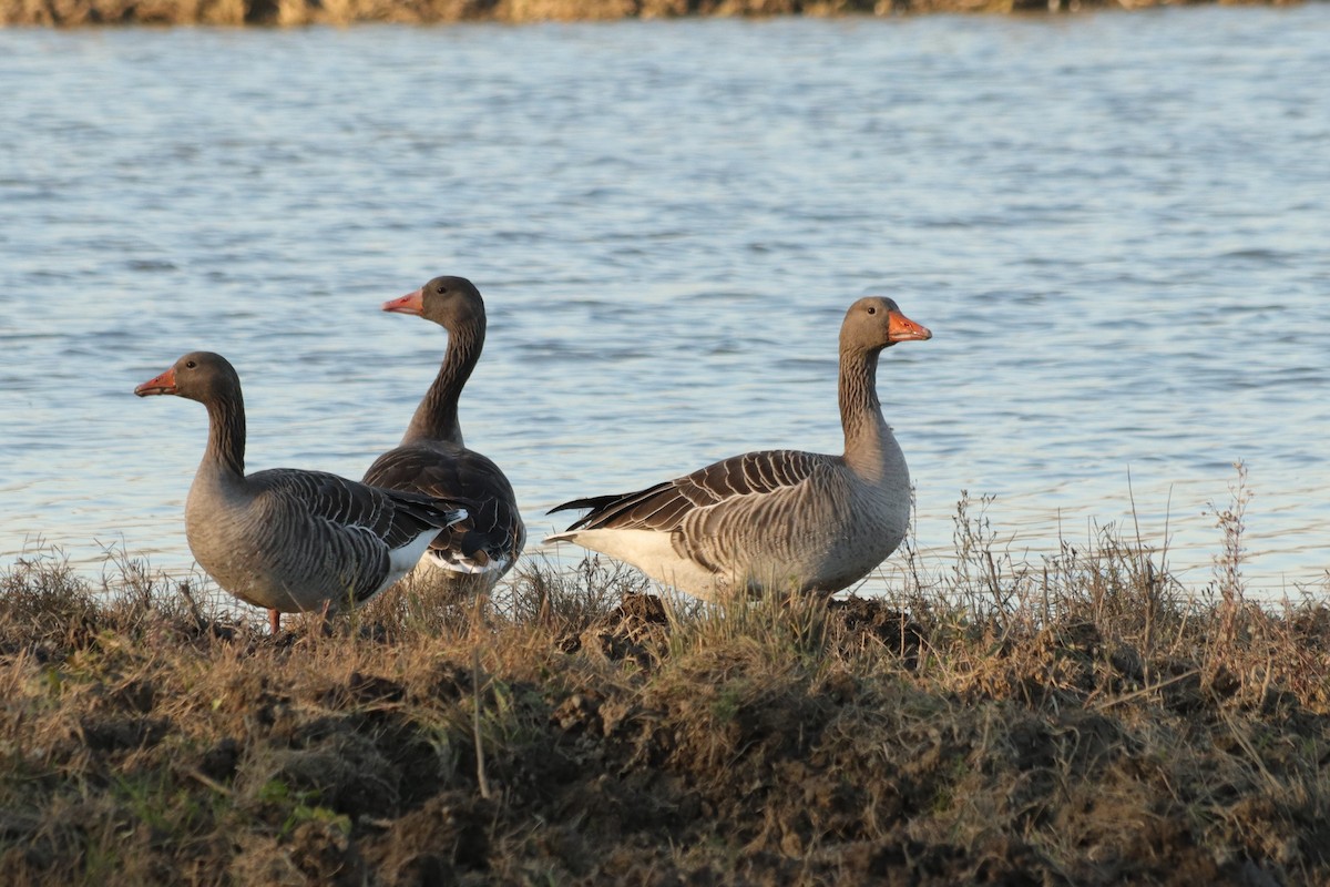 Graylag Goose - ML647302781