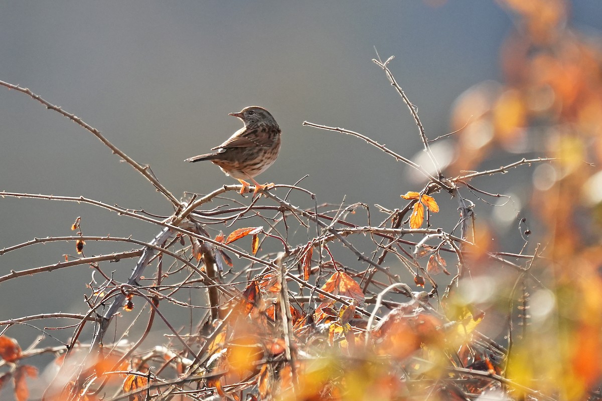 Dunnock - ML647302784