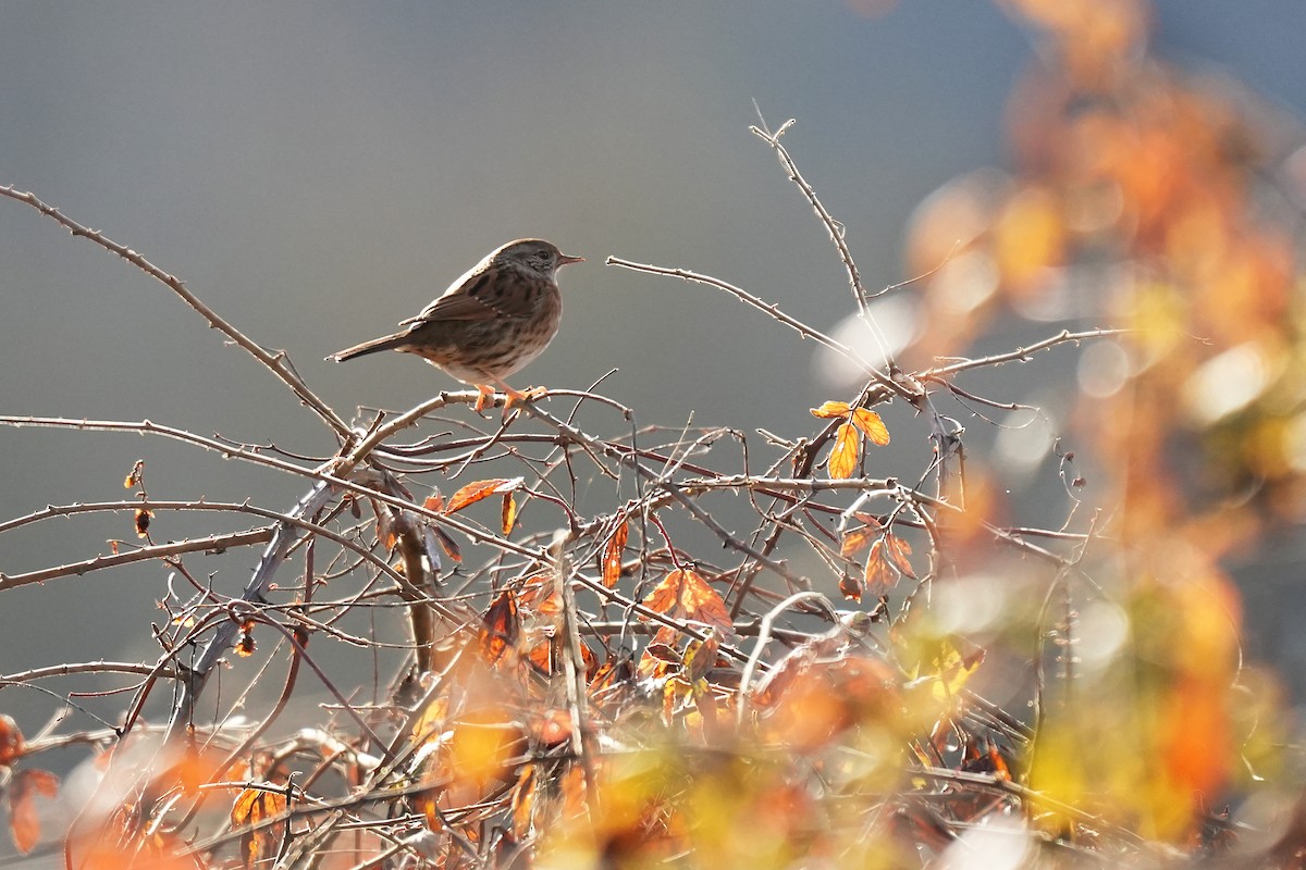 Dunnock - ML647302785