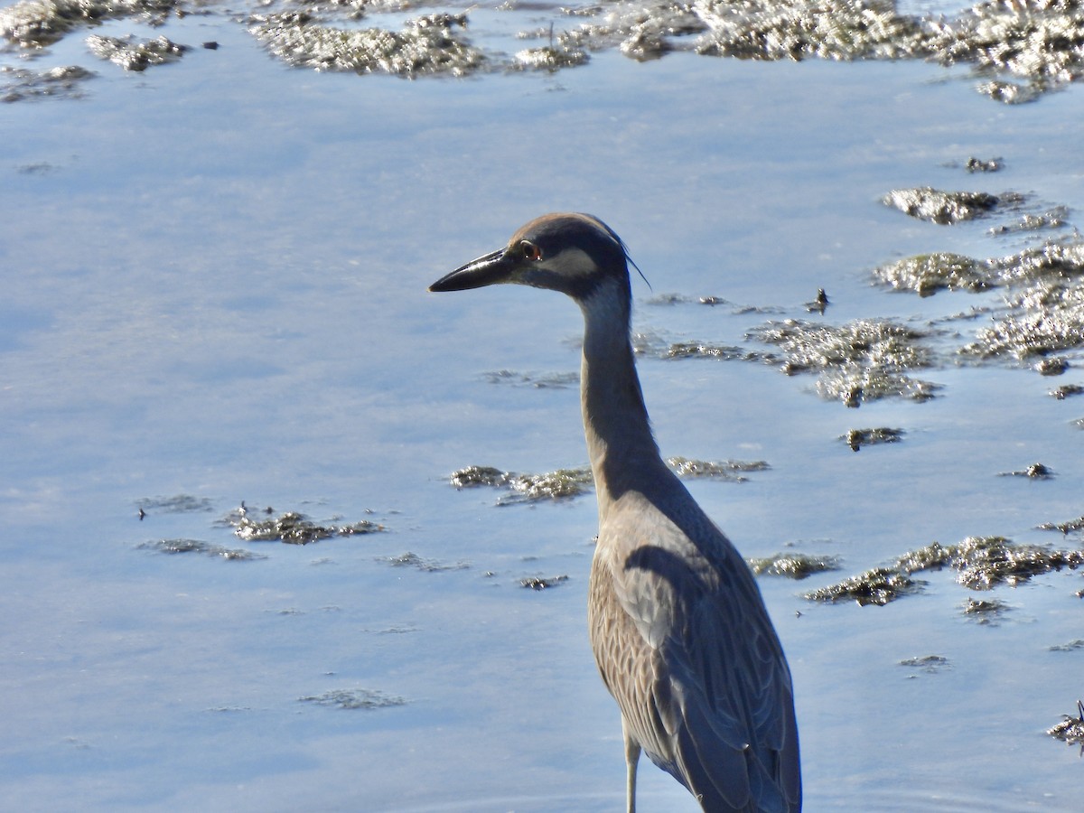 Yellow-crowned Night Heron - ML647302801