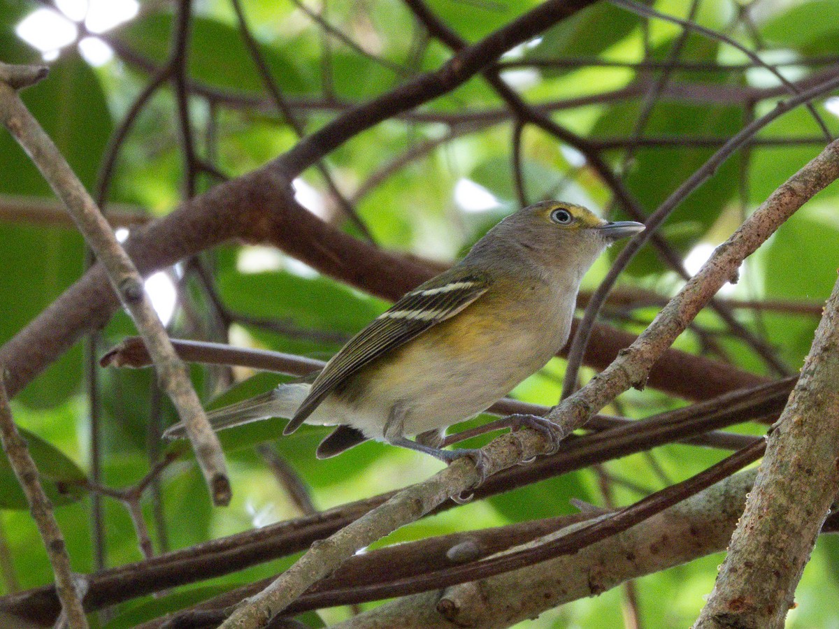 Vireo Ojiblanco - ML647302809