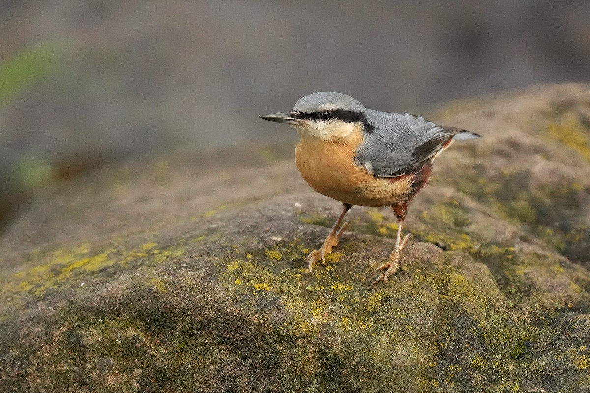 Повзик звичайний - ML647302811