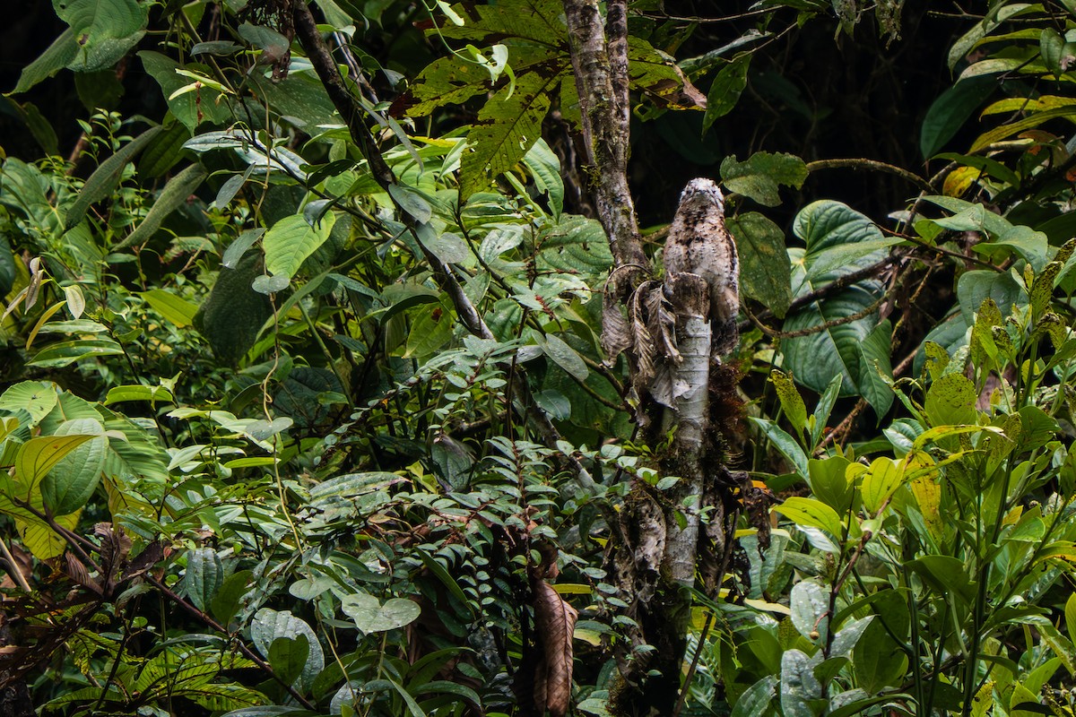 Andentagschläfer - ML647302818