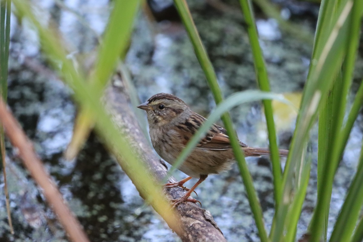 Swamp Sparrow - ML647302834