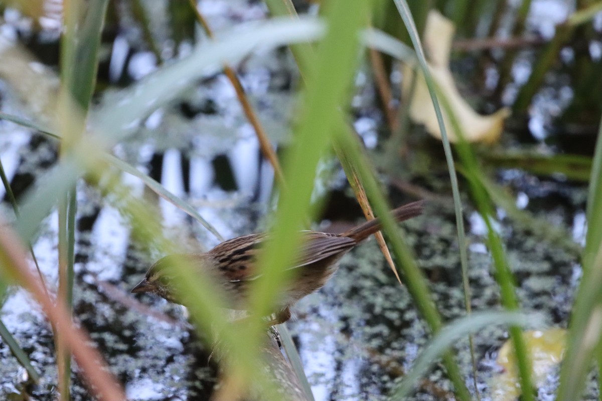 Swamp Sparrow - ML647302835