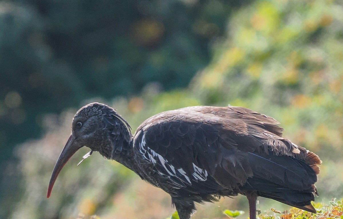 Wattled Ibis - ML647302837
