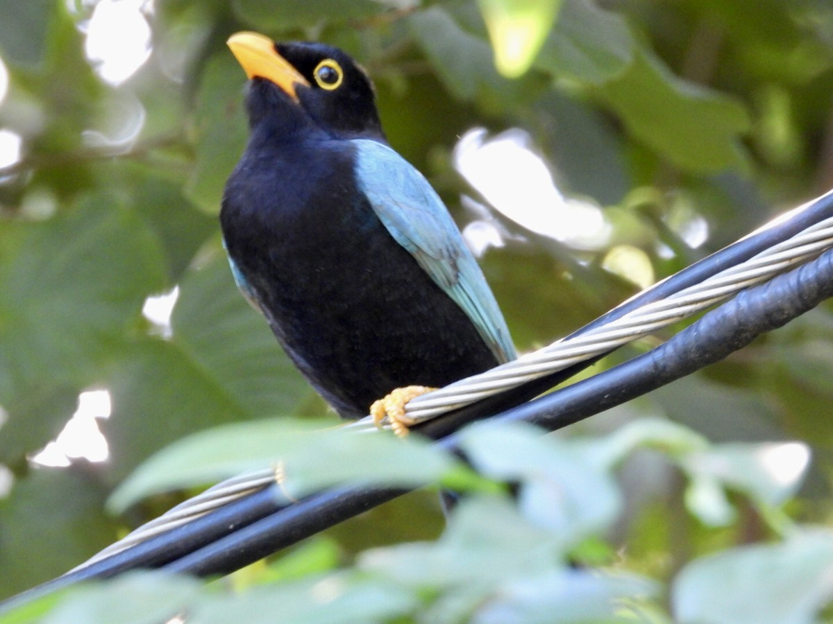 Пая юкатанська - ML647302843