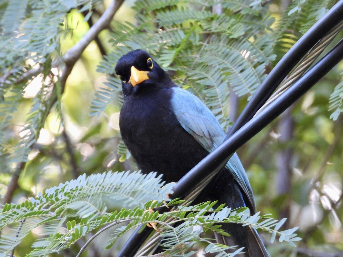 Пая юкатанська - ML647302844