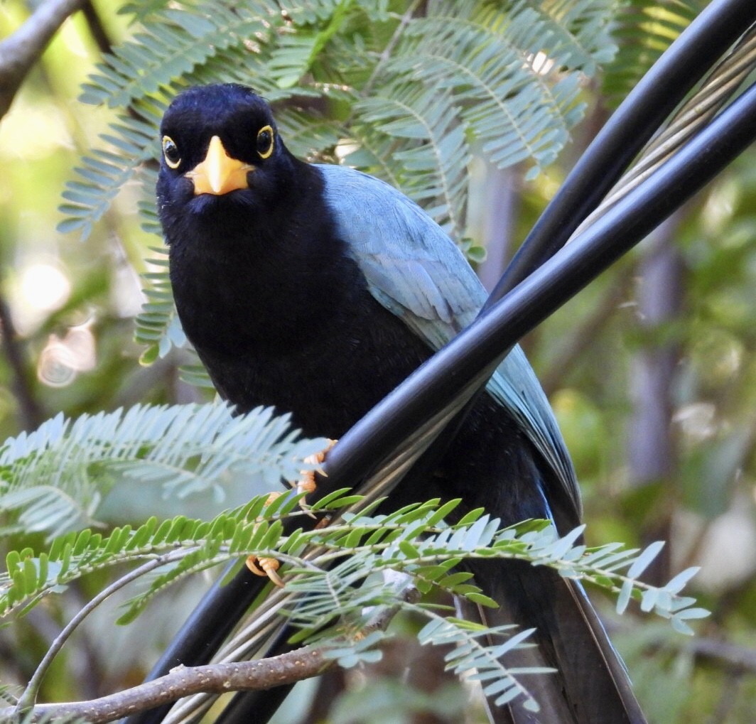 Пая юкатанська - ML647302845