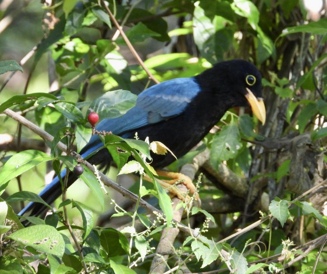 Пая юкатанська - ML647302846