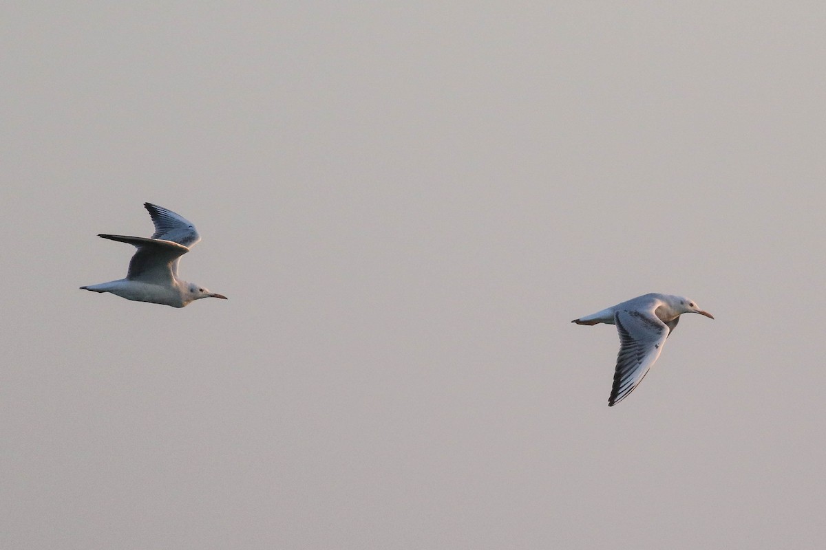 Морской голубок - ML647302856