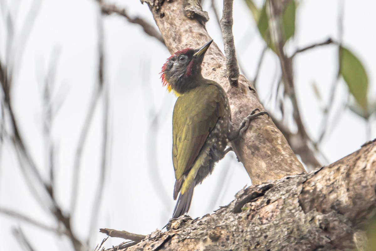 Lesser Yellownape - ML647302866