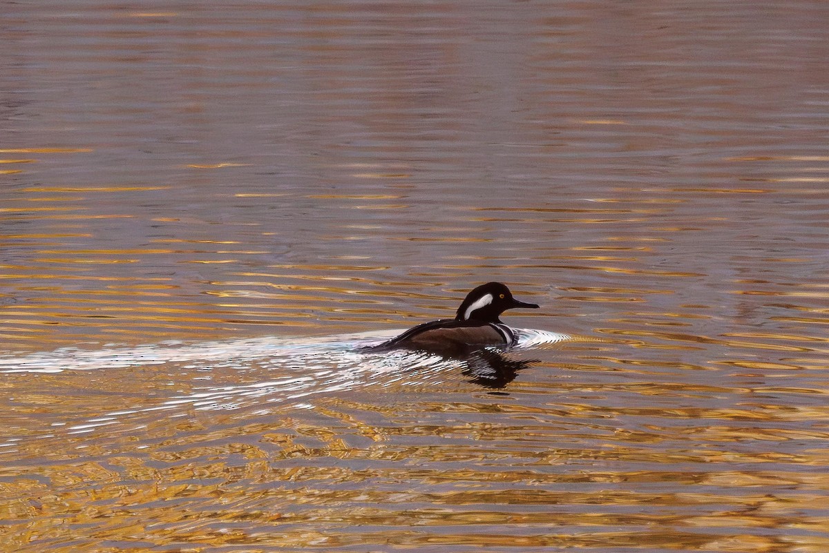 Hooded Merganser - ML647302870