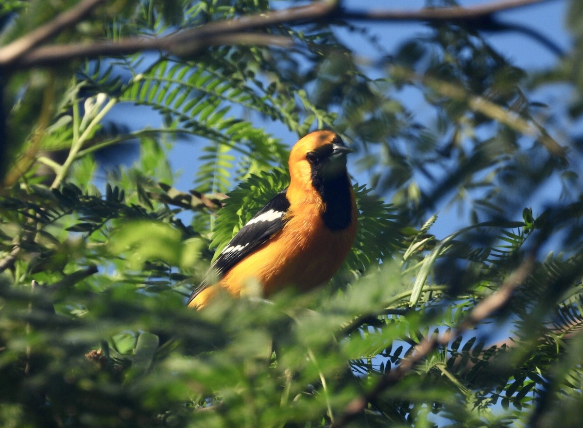 Трупіал масковий - ML647302896