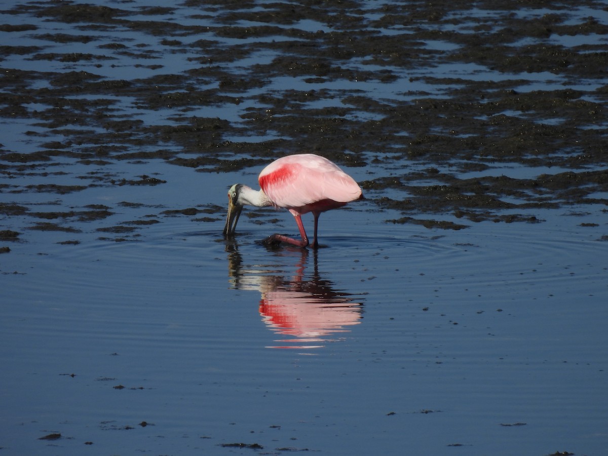 kolpík růžový - ML647302927