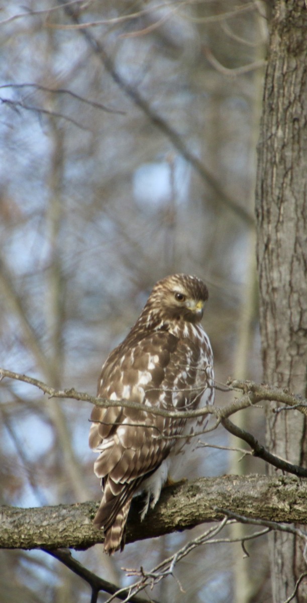 káně páskovaná - ML647302937