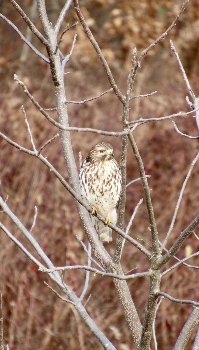 káně páskovaná - ML647302938