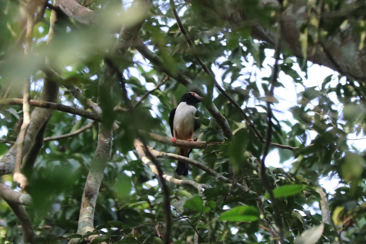 Red-billed Helmetshrike - ML647302939
