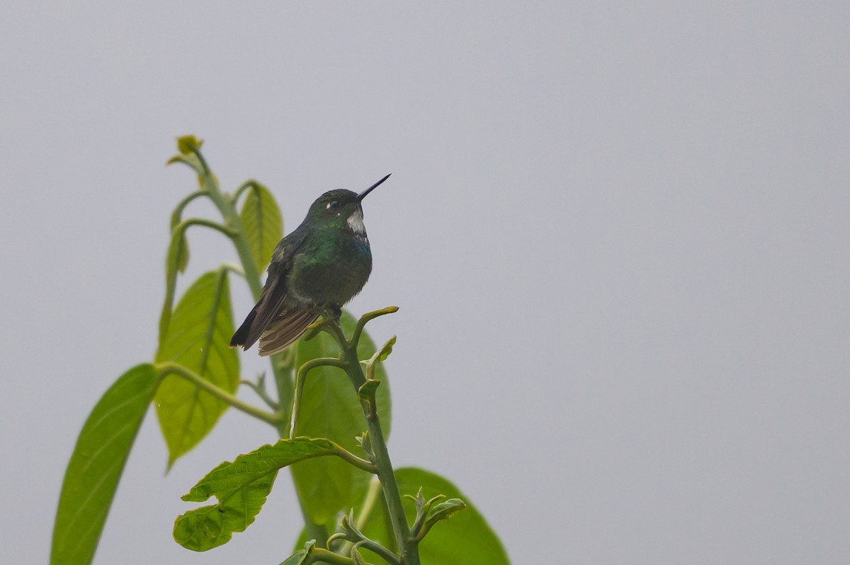 Tourmaline Sunangel - ML647302947